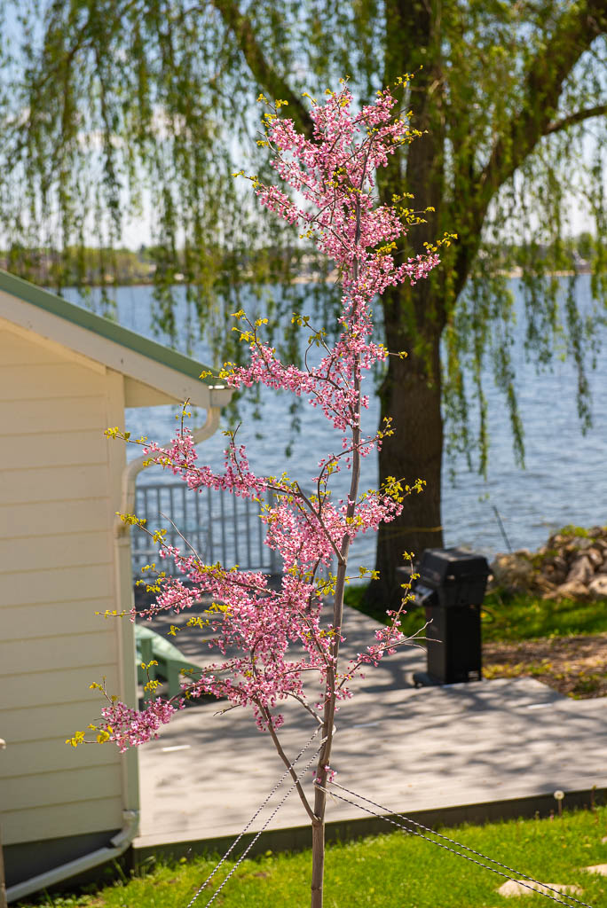 Redbud at Lily Pad Cottage
