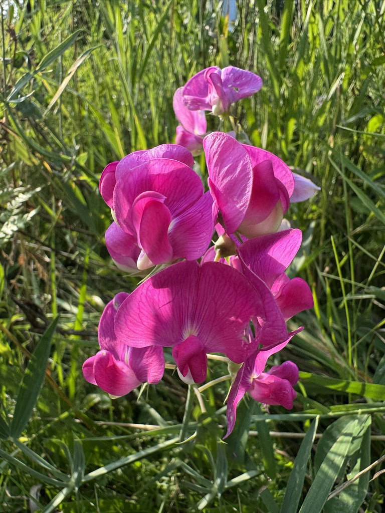 wild orchid